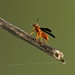 LHG-9689- Prancing red wasp by rontu