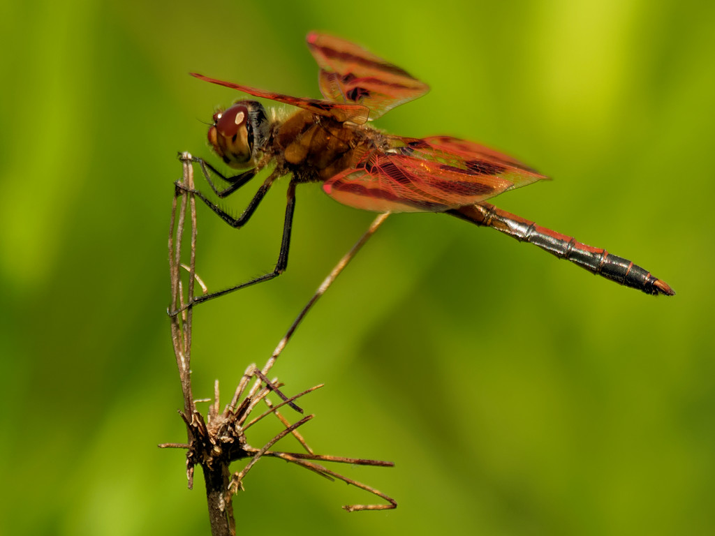 Halloween pennant dragonfly  by rminer