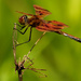 Halloween pennant dragonfly  by rminer