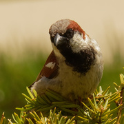 10th Jul 2020 - house sparrow 
