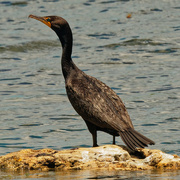10th Jul 2020 - double-crested cormorant