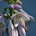Hostas one of 45+ different types by larrysphotos
