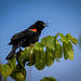 Red Winged Blackbird by marylandgirl58