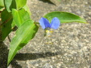 10th Jul 2020 - Blue Flower