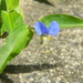 Blue Flower by sfeldphotos