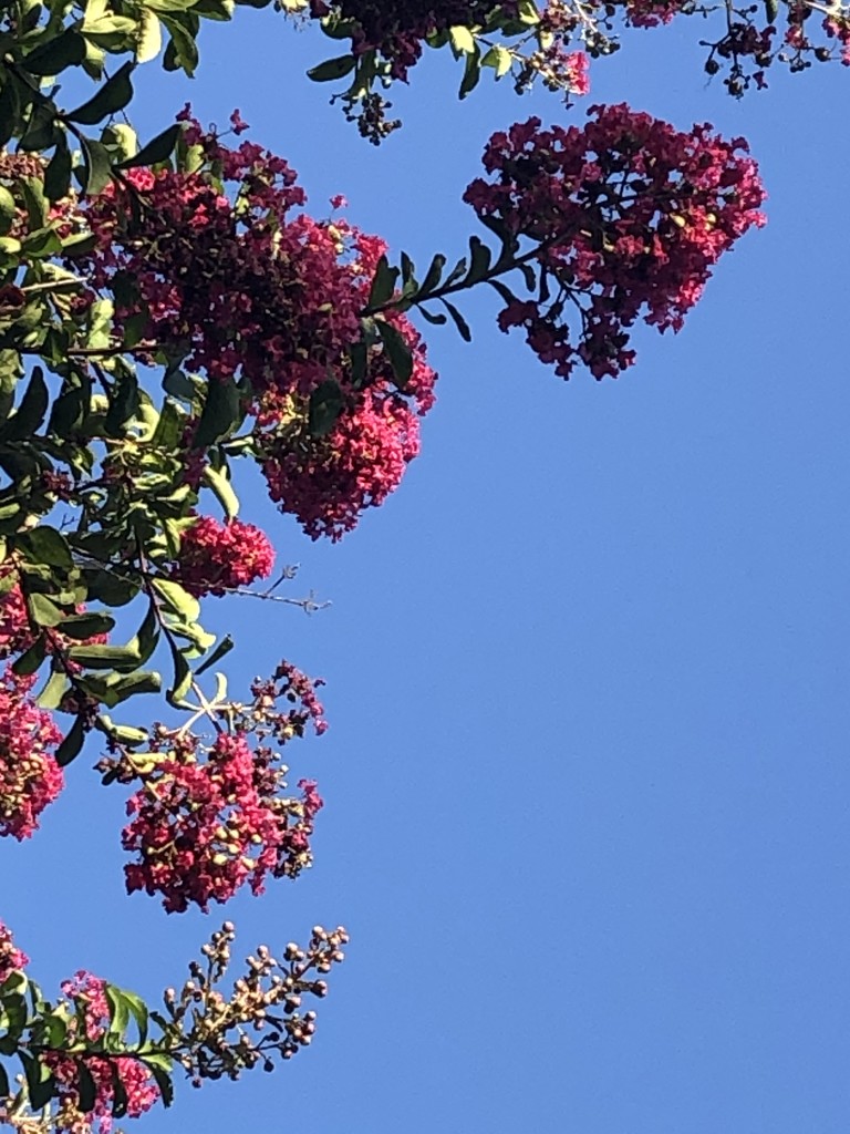 Crepe Myrtle Against the Sky  by lisaconrad