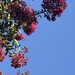 Crepe Myrtle Against the Sky  by lisaconrad