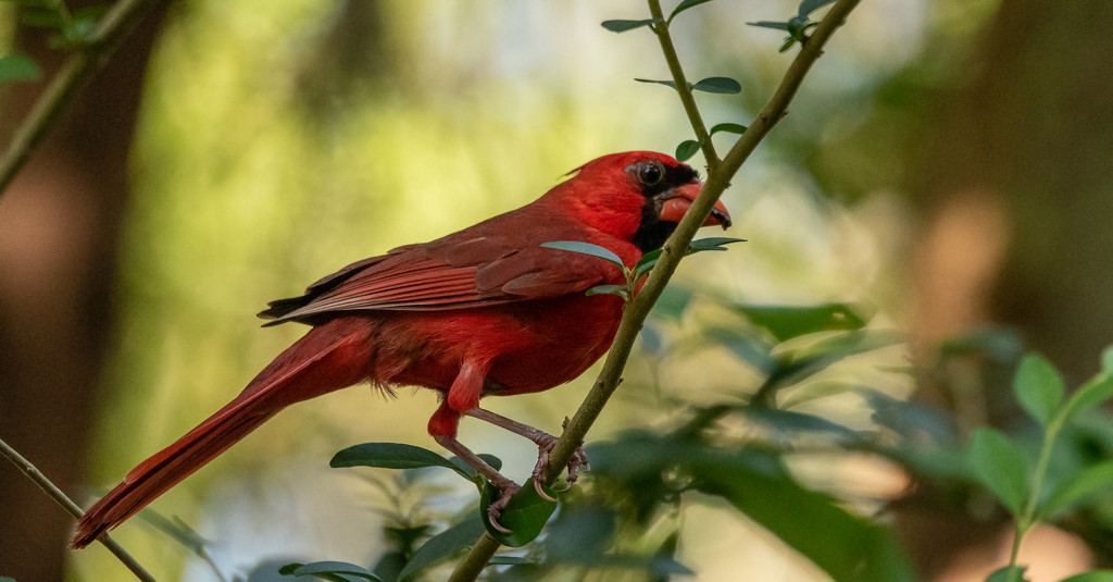 Cardinal Grabbing a Bite! by rickster549