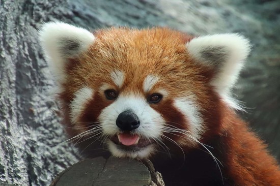 Leo The Red Panda by Randy Lubbering · 365 Project