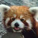 Leo The Red Panda by randy23