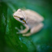 Frog by nicoleweg