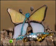 11th Jul 2020 - Glass butterfly