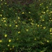 Patch of Wildflowers... by marlboromaam