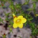 Wildflower - Southern Oak Leach by marlboromaam