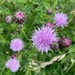 Thistles in flower  by mollw