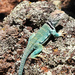 Collared Lizard by janeandcharlie