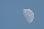 11th Jul 2020 - Morning Moon