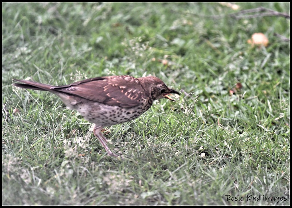 RK3_0931 Nice to see a thrush by rosiekind