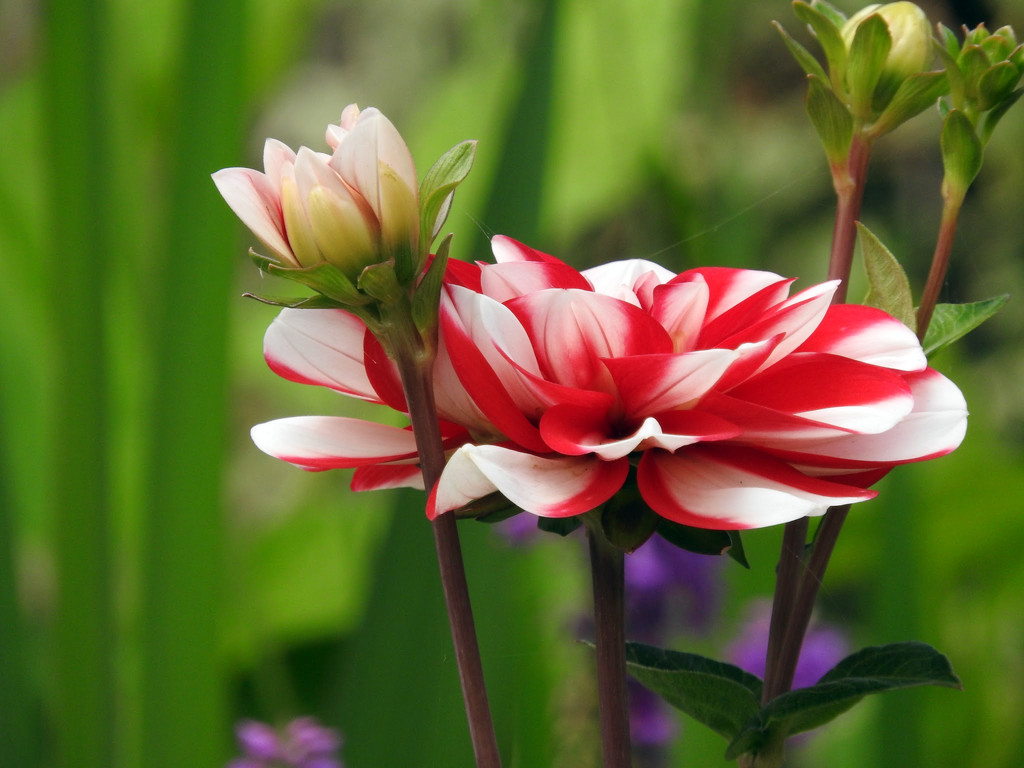 Flower Beauty by seattlite