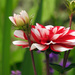 Flower Beauty by seattlite