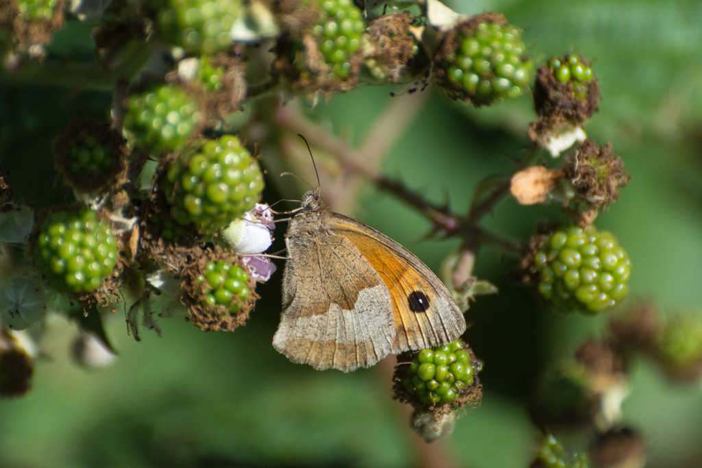 Blackberrying by rumpelstiltskin