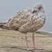 Young Herring Gull by craftymeg