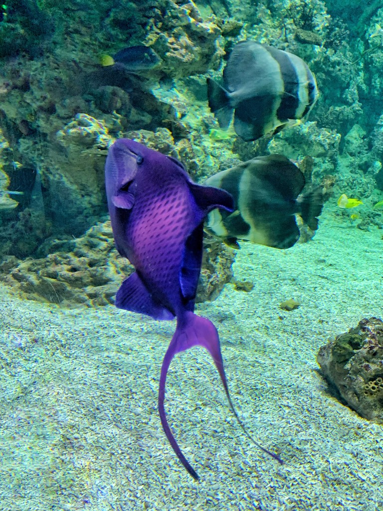 Purple fish.  by cocobella