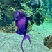 Purple fish.  by cocobella