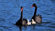 12th Jul 2020 - Black Swan Family ~ 