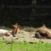 Foals by mattjcuk