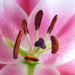 Stargazer lily by 365anne