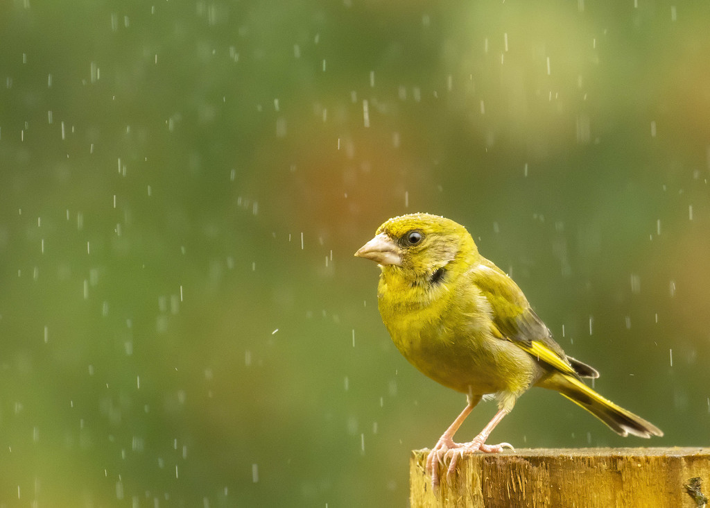 Greenfinch in the rain  by shepherdmanswife