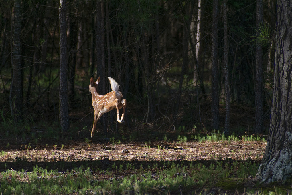 Leaping Fawn by k9photo