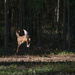 Leaping Fawn by k9photo