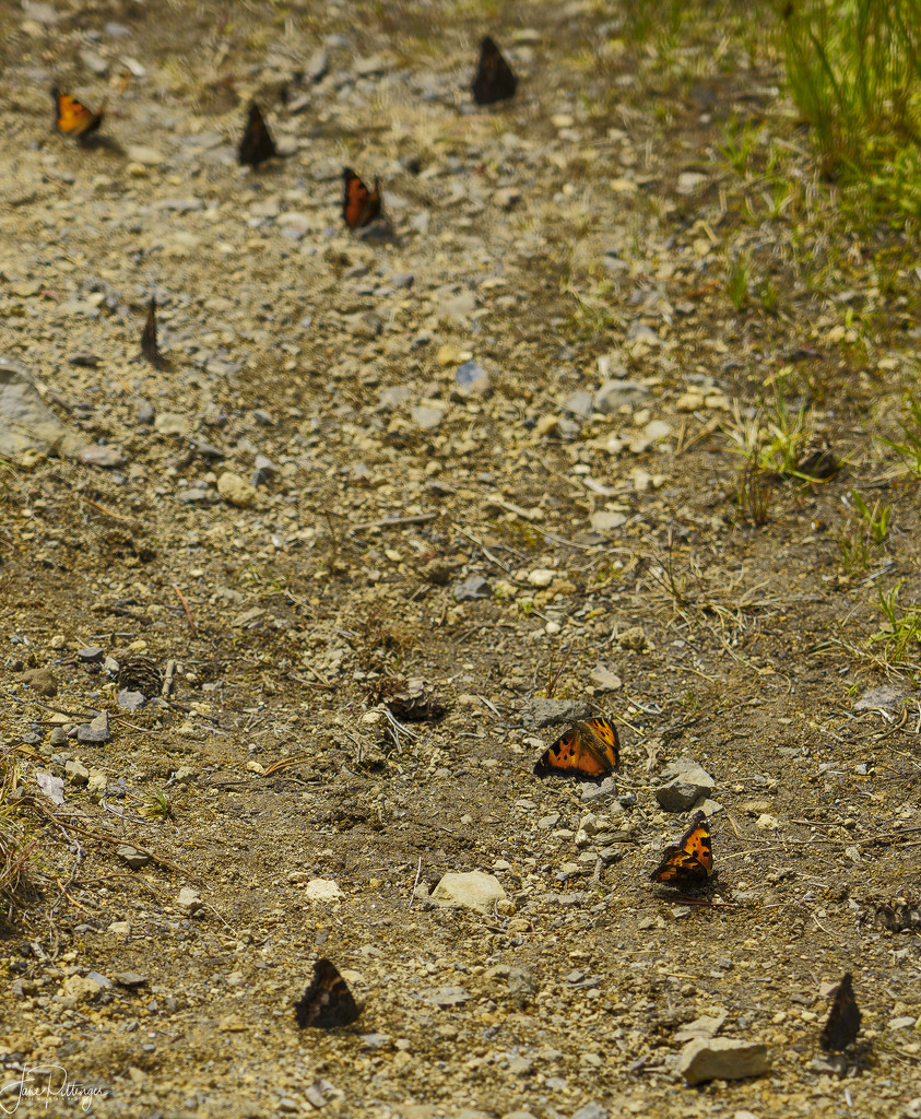 Butterfly Migration? by jgpittenger