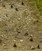 11th Jul 2020 - Butterfly Migration?