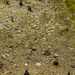 Butterfly Migration? by jgpittenger