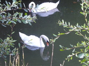11th Jul 2020 - reflections on swans
