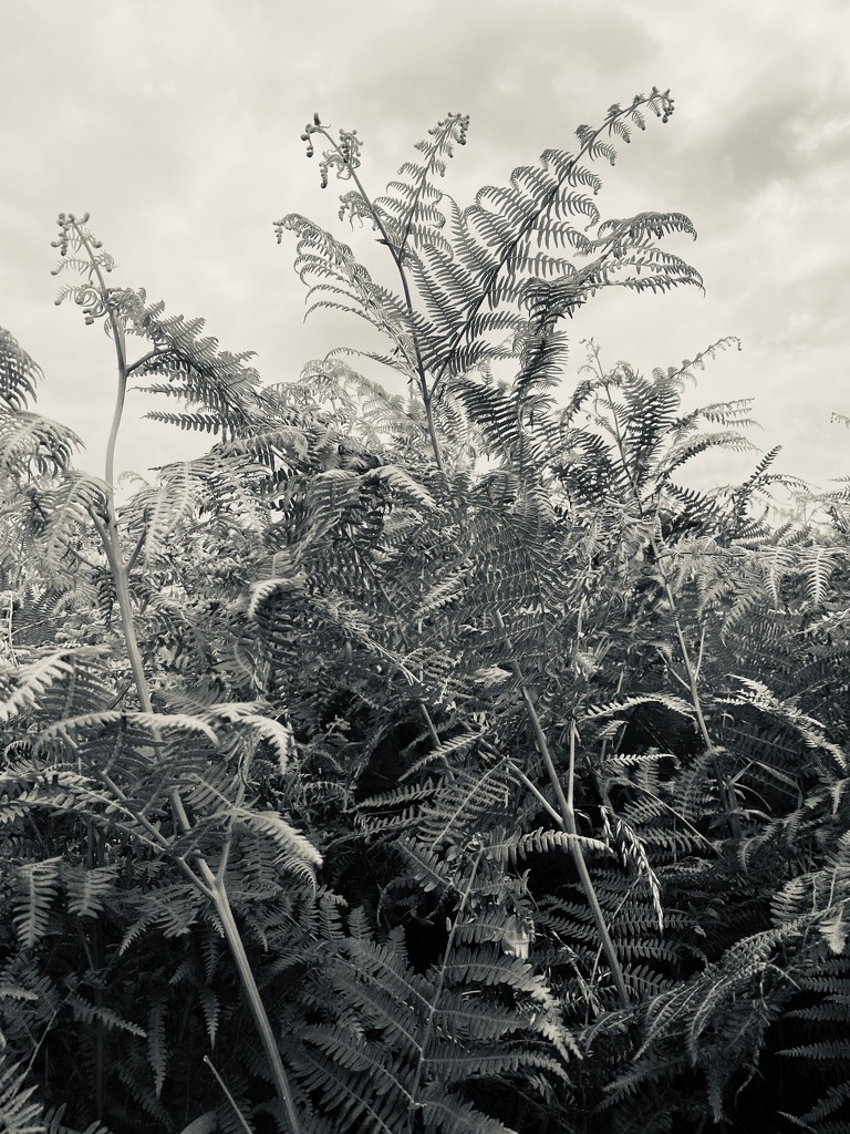 tall ferns by tinley23