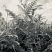 tall ferns by tinley23