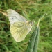 Green veined white by julienne1