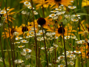 11th Jul 2020 - daisy fleabane