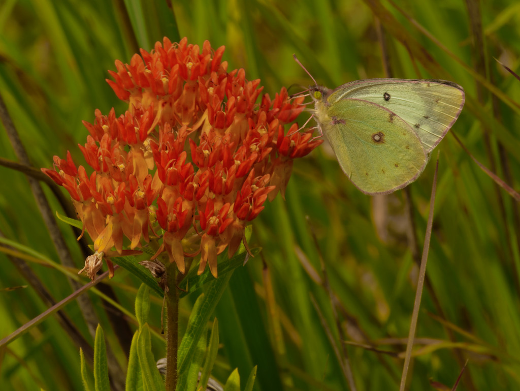 clouded sulphur on butterfly milkweed by rminer