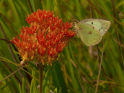 11th Jul 2020 - clouded sulphur on butterfly milkweed