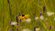 11th Jul 2020 - purple prairie clover