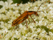 11th Jul 2020 - margined leatherwing beetle