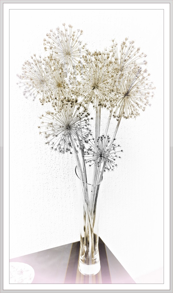 Allium seed-heads  by beryl