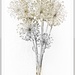 Allium seed-heads  by beryl