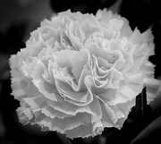 11th Jul 2020 - Floral Afternoon (Carnation in B&W)