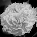 Floral Afternoon (Carnation in B&W) by marylandgirl58
